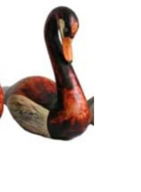 Zwaan zwemmend medium